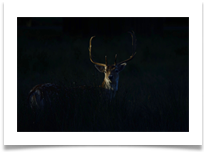Fallow Deer Buck_01 - June Bannister